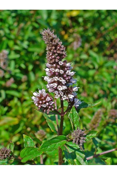 М`ята перцева Ментолова квіти